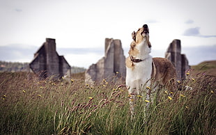 adult brown and white short-coated dog on field during daytime HD wallpaper